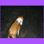 Belle at Concert.jpg